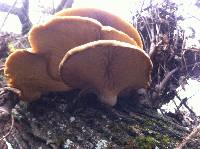 Pleurotus ostreatus image