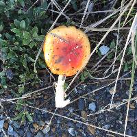 Amanita muscaria image