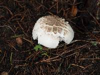 Chlorophyllum brunneum image