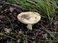 Amanita phalloides image