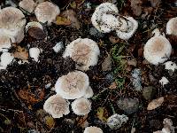 Chlorophyllum brunneum image