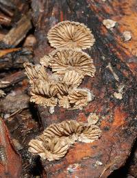 Schizophyllum commune image