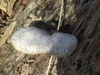 Polyporus squamosus image