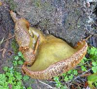 Omphalotus olivascens image