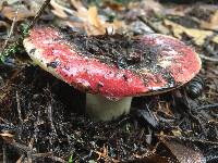 Russula cremoricolor image