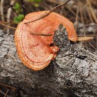 Pycnoporus cinnabarinus image