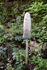 Coprinus comatus image