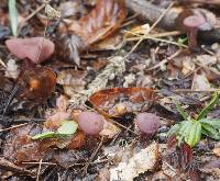 Laccaria amethysteo-occidentalis image