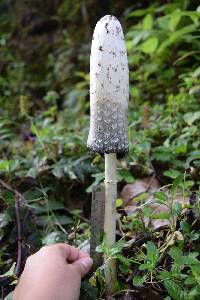 Coprinus comatus image