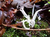 Clavaria fragilis image