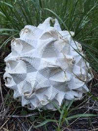 Calvatia sculpta image