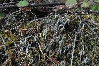 Cladonia scabriuscula image