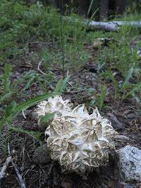 Calvatia sculpta image