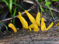 Calocera cornea image