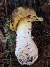 Amanita augusta image