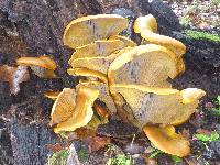 Omphalotus olivascens image