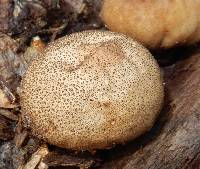 Lycoperdon pyriforme image