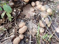 Lycoperdon pyriforme image