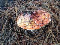 Amanita muscaria image