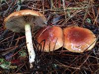 Pholiota velaglutinosa image