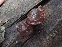 Auricularia auricula-judae image