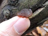 Auricularia auricula-judae image