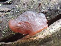 Auricularia auricula-judae image