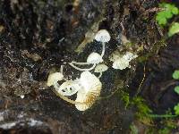 Hemimycena candida image