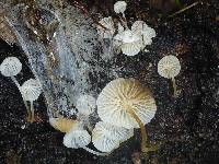 Hemimycena candida image