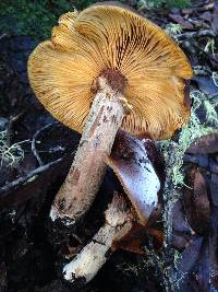 Armillaria solidipes image