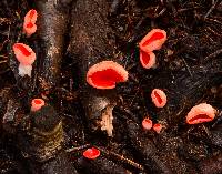 Sarcoscypha coccinea image