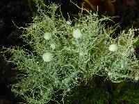 Usnea intermedia image