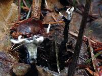 Xylaria hypoxylon image