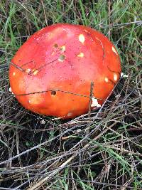 Amanita muscaria image