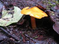 Hygrocybe chlorophana image