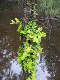 Lobaria pulmonaria image