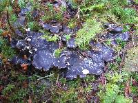 Peltigera neopolydactyla image