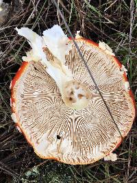 Amanita muscaria image