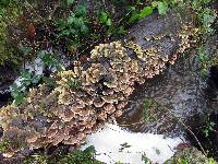 Trametes versicolor image