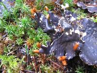 Peltigera neopolydactyla image