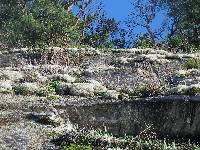 Cladonia portentosa image