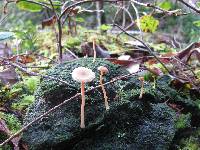 Lichenomphalia umbellifera image