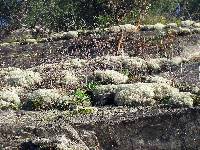 Cladonia portentosa image