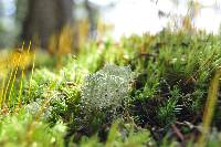 Cladonia portentosa image