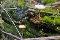 Lichenomphalia umbellifera image