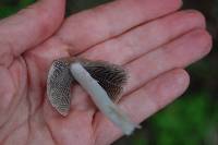 Psathyrella longipes image