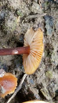 Flammulina velutipes image