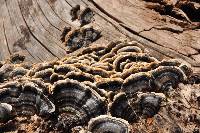 Trametes versicolor image