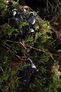 Peltigera membranacea image