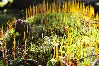 Cladonia portentosa image